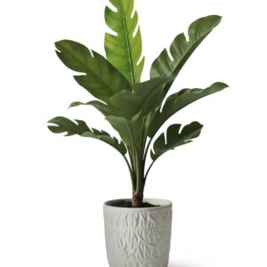 Tree Philodendron
