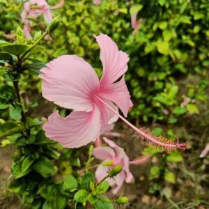 hibiscus-pink-sembaruthi-plant-vgr-gardens-300x300