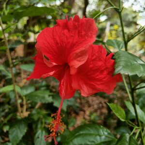 hibiscus-red-sembaruthi