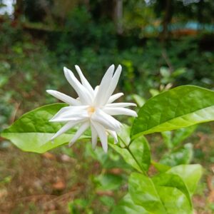 mysore-malli-vgr-gardens-flower-plant-1 (2)