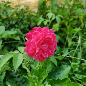 native-rose-red-vgr-gardens-1-scaled-e1673521567889-300x300