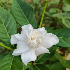 parijatham-small-gardenia-plant-vgr-gardens